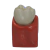 Macro Modelo Anatômico Odontológico - Dente Molar na internet