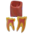 Macro Modelo Anatômico Odontológico - Dente Molar - Prevenção Express