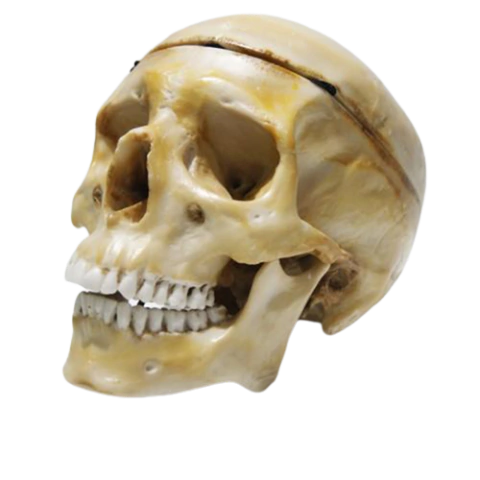 Macro Modelo Anatômico Crânio Para Odontologia e Bucomaxilofacial