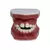 Macro Modelo Mordida Aberta Anterior Dentição Mista - comprar online