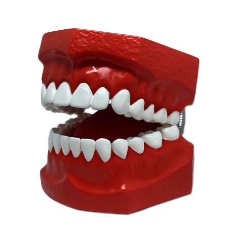 Macro Modelo Odontológico Articulado - Maxi Escovação Com Língua