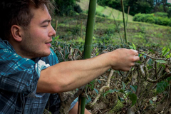 Imagen de Té verde single estate