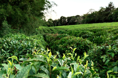 Té verde single estate - tienda online
