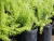 Kit 5 Vasos Para Mudas De Planta 18 Litros Nutriplan Atacado - Bazar Avenida Nes