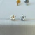 Labret mini florzinha nariz