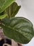 Planta artificial Pandurata - 120cm - tienda online