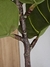 Planta artificial Pandurata - 120cm - Magnolias