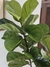 Planta artificial Pandurata - 120cm en internet