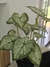 Planta artificial deco 40cm en internet