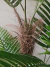 Planta palmera 150 cm - Magnolias