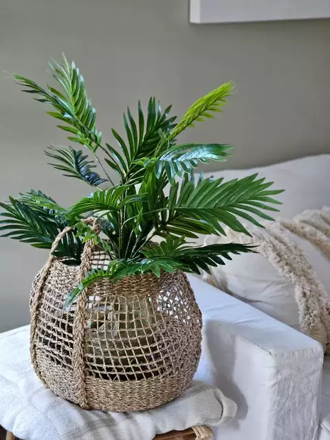 Palmera kentia 84 cm - comprar online