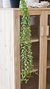 Planta colgante merli - comprar online