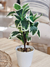 Planta hojas white