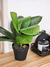 Planta follaje verde