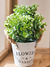 Maceta flowers & garden eucalipto