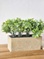 Jardinera buxus 25x13cm