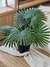 Planta palmera en maceta 50cm
