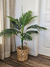 Planta catechu 110cm