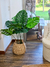 Planta monstera 100 cm - comprar online