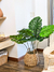 Planta monstera 100 cm en internet