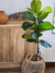 Planta artificial pandurata x70cm - comprar online