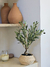 Planta olivo 55 cm - comprar online