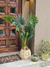 Palmera de california - comprar online