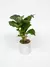 Planta en maceta dieffenbachia en internet