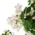 Imagen de Planta sakura blanca 160 cm