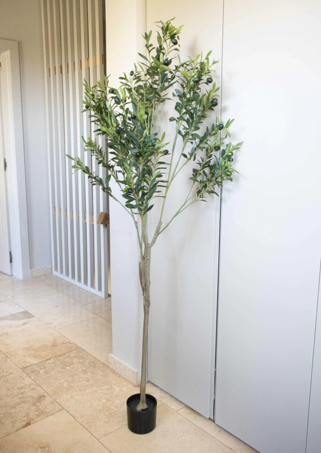 Olivo Mediterráneo 170 cm