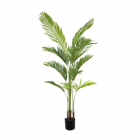 Palmera Areca 160cm - comprar online