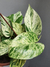 Epipremnum aureum 'Marble Queen' (Jibóia Branca)