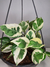 Epipremnum aureum 'N'Joy' (Jibóia Njoy)