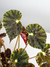 Begonia mazae