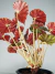 Begonia mazae - comprar online