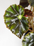 Begonia mazae na internet