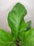 Anthurium plowmanii