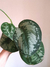 Scindapsus pictus 'Exótica' - comprar online