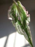 Caladium 'Thai Beauty' - loja online