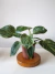 Philodendron birkin - comprar online