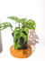 Monstera adansonii "wide form" (Monstera acuminata) - comprar online