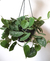 Scindapsus pictus Argyraeus (Jibóia Prateada) - comprar online