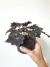Begonia Dark Mambo na internet