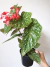 Begonia Snow Capped - comprar online