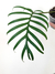Philodendron tortum - comprar online