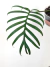 Philodendron tortum - comprar online