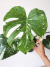 Monstera deliciosa thai constellation "Costela-de-Adão" - comprar online