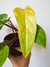 Philodendron painted lady - comprar online