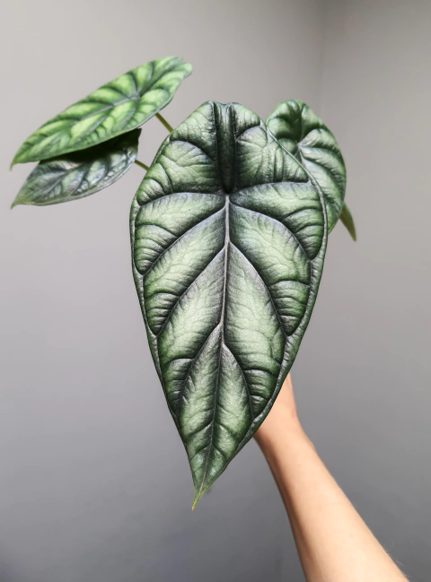 Alocasia Dragon Scale - comprar online