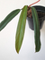 Philodendron bicolor